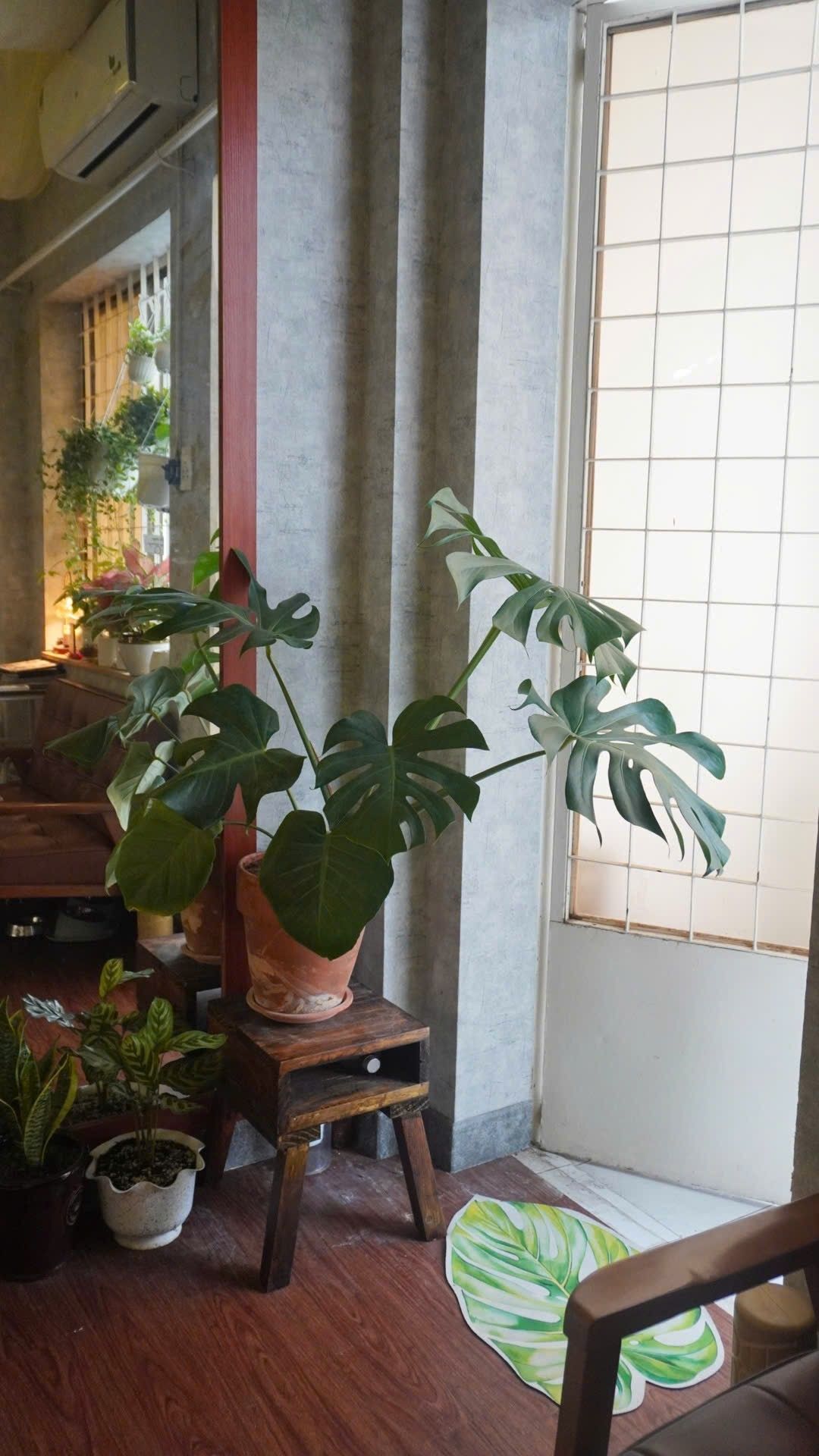 Chậu monstera cạnh cửa ra vào