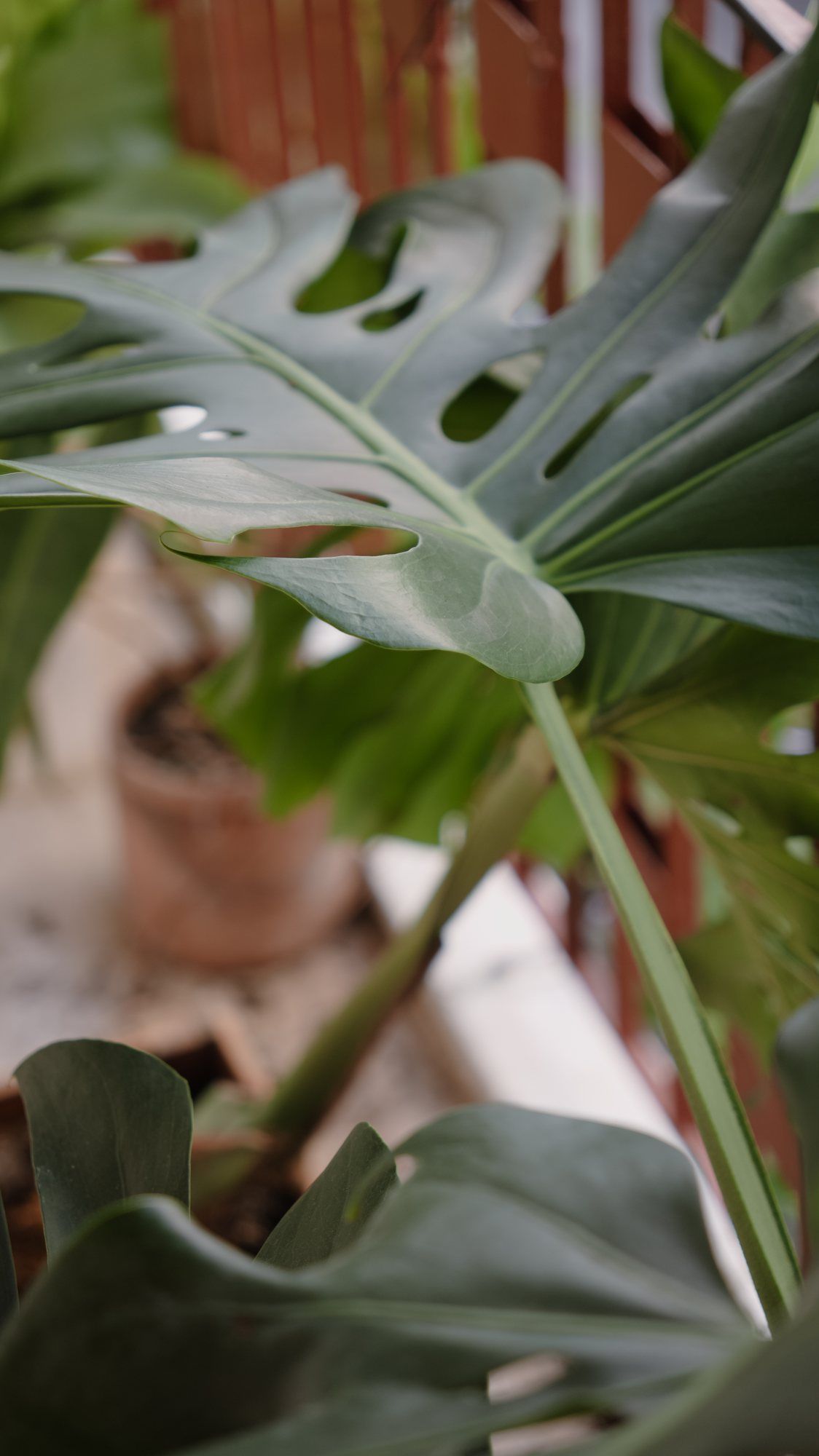 Lá monstera